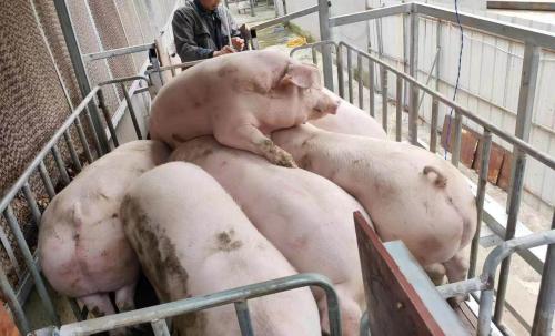 猪价飙升，仔猪创三年新高，养殖业盈利在望